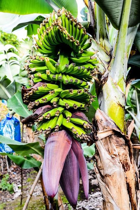 Quinta Amaro Al Hotel Angra do Heroísmo Eksteriør billede